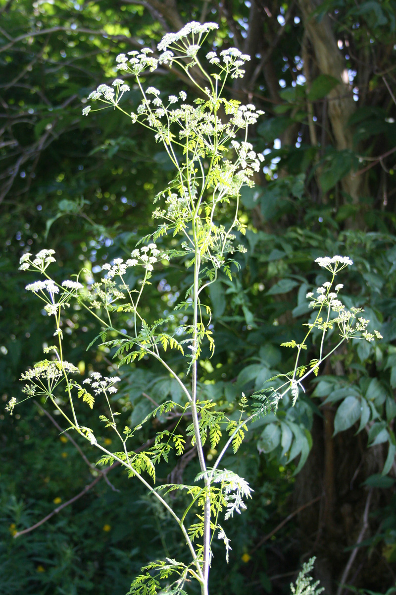 Image of Conium maculatum specimen.