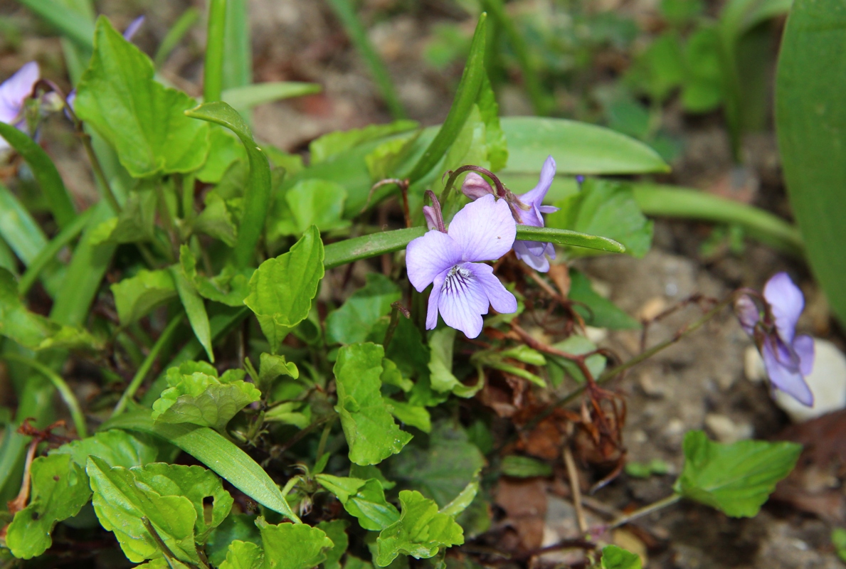 Image of Viola sieheana specimen.