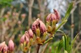 Rhododendron schlippenbachii. Верхушка расцветающего растения. Приморский край, Уссурийский гор. округ, Горнотаёжный дендрарий ДВО РАН. 02.05.2014.