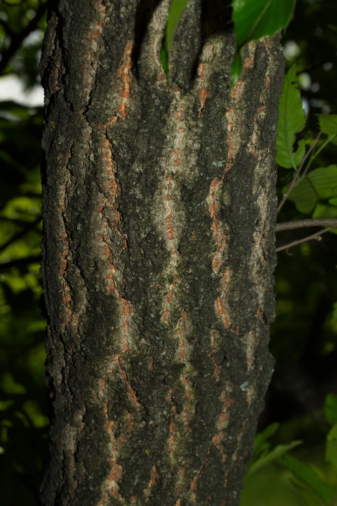 Image of Quercus variabilis specimen.