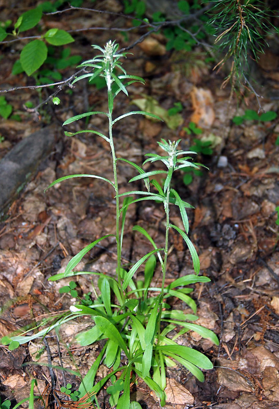 Изображение особи Omalotheca sylvatica.