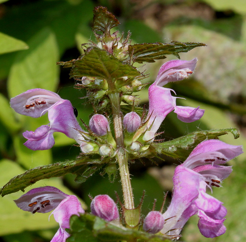 Изображение особи Lamium maculatum.