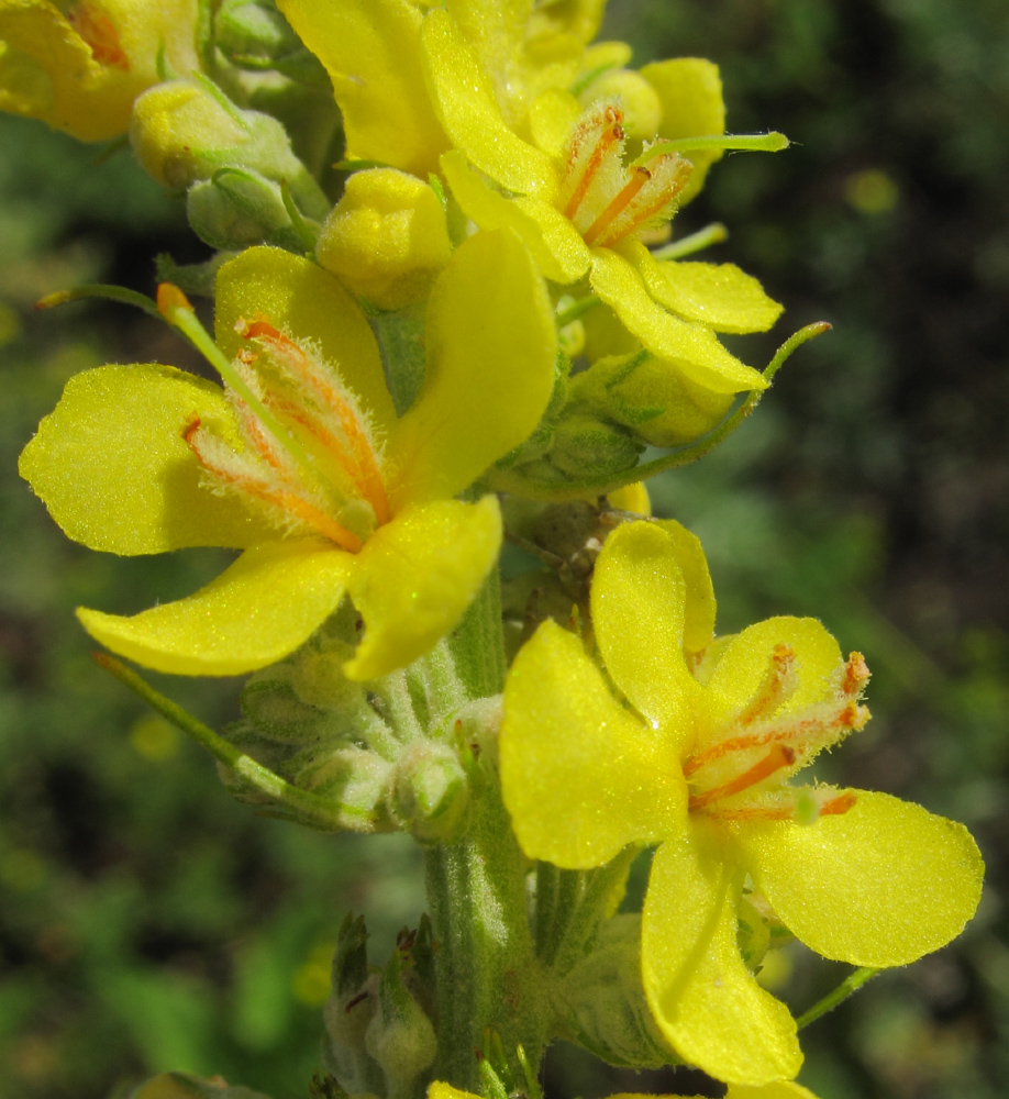 Изображение особи Verbascum lychnitis.