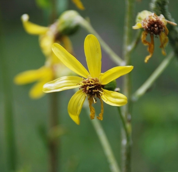 Image of Ligularia narynensis specimen.