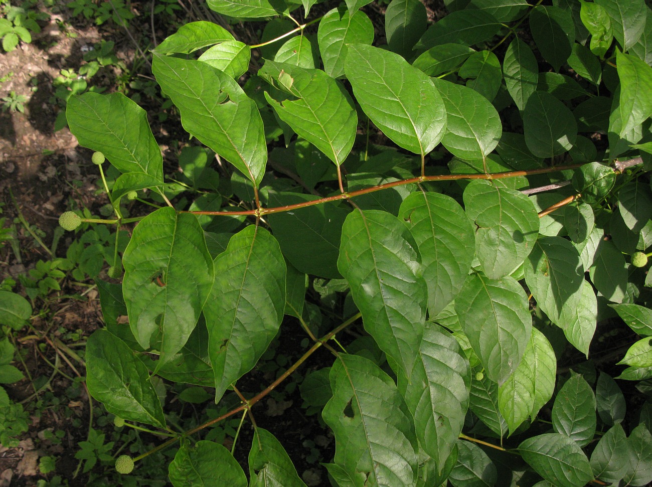 Изображение особи Cephalanthus occidentalis.