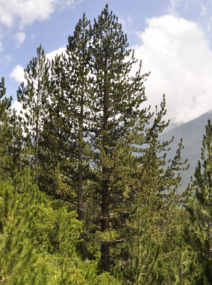 Image of Pinus heldreichii specimen.