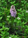 Dactylorhiza psychrophila. Цветущее растение. Соловецкие острова, остров Большой Соловецкий. 06.07.2014.