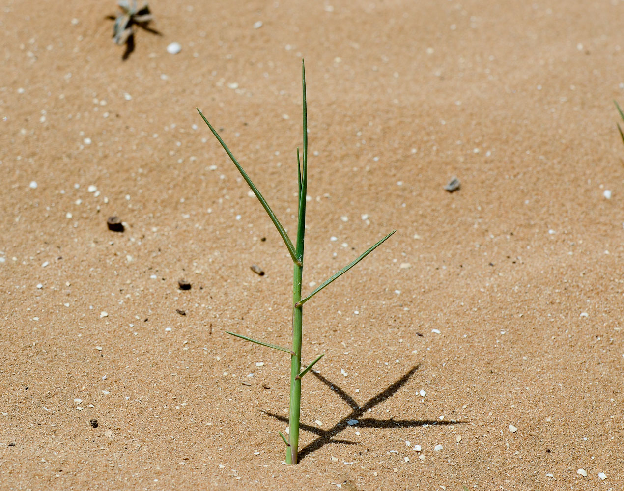 Image of Sporobolus pungens specimen.