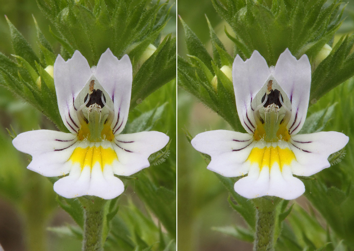 Image of genus Euphrasia specimen.