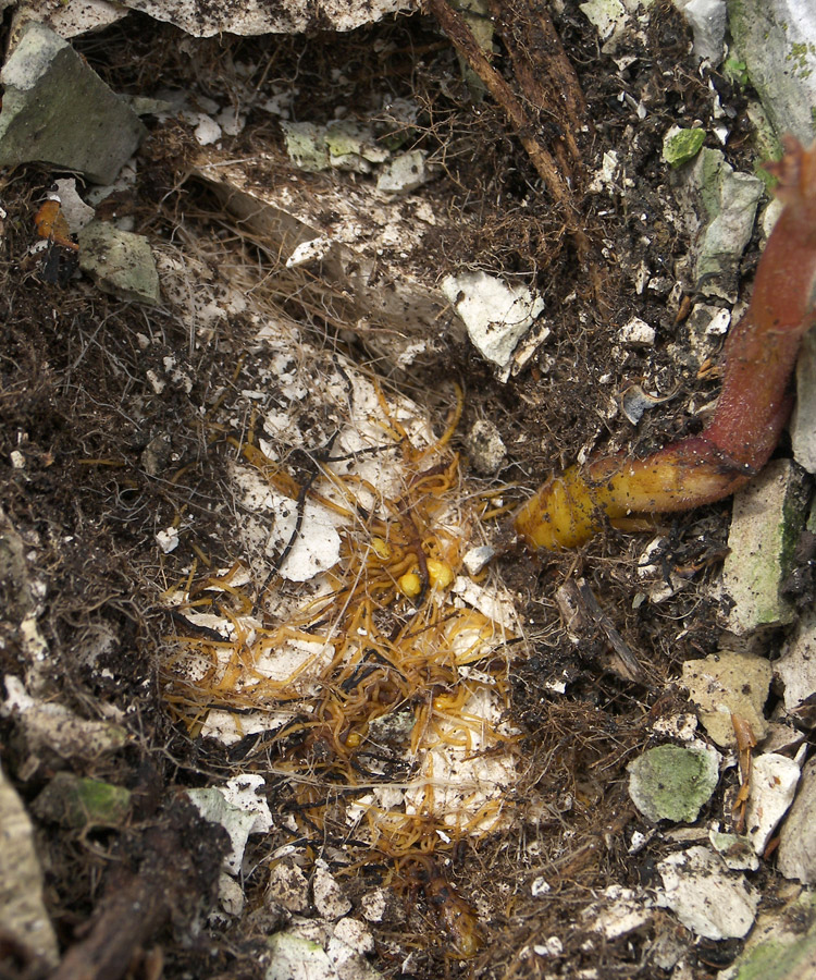 Image of genus Orobanche specimen.