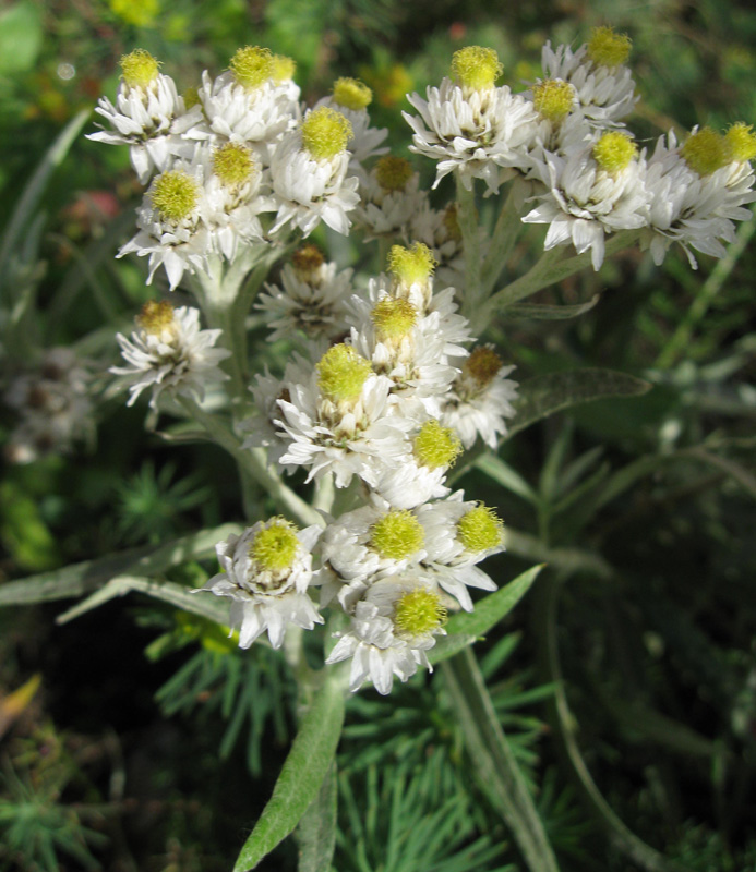 Image of Anaphalis margaritacea specimen.