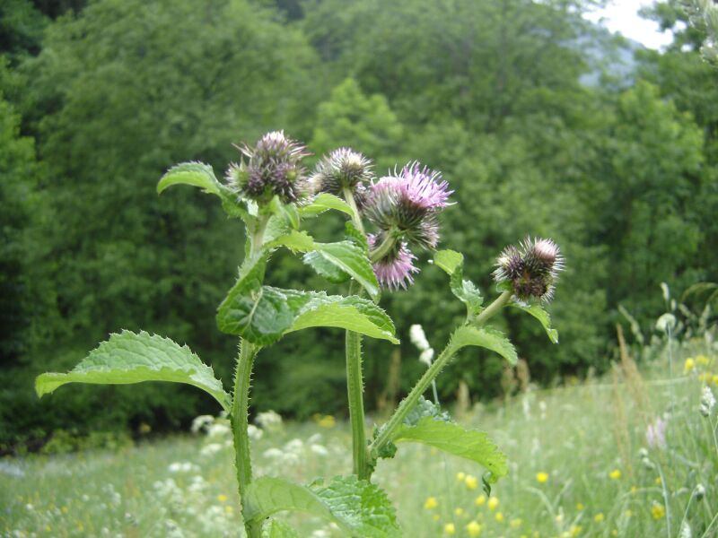 Изображение особи Carduus bicolorifolius.