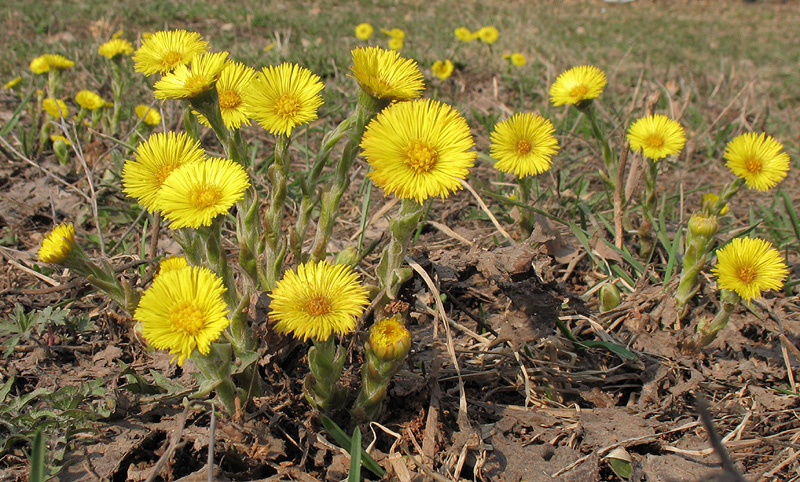 Image of Tussilago farfara specimen.