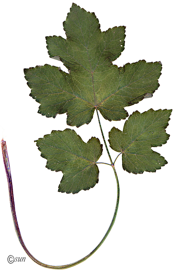 Image of Heracleum sibiricum specimen.