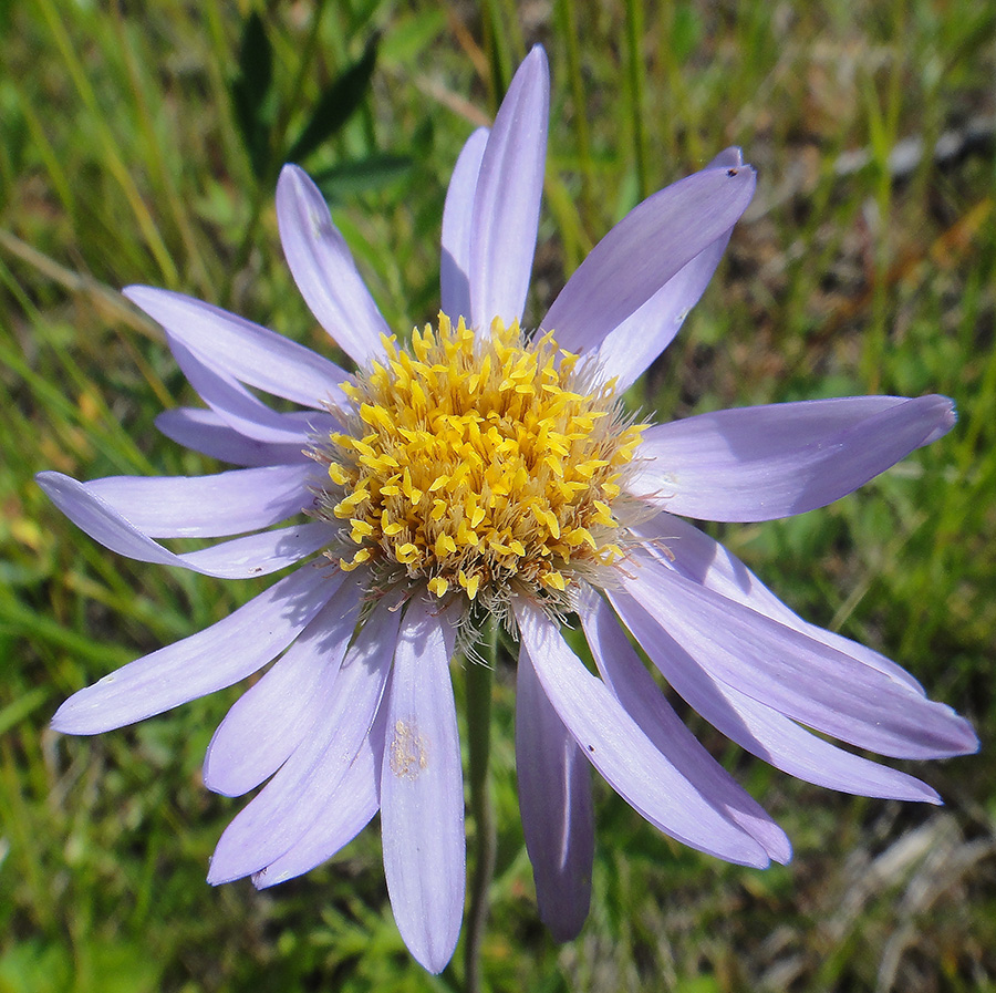 Image of Aster serpentimontanus specimen.