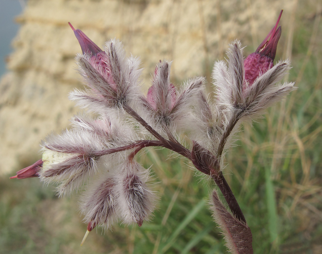 Image of Rindera tetraspis specimen.