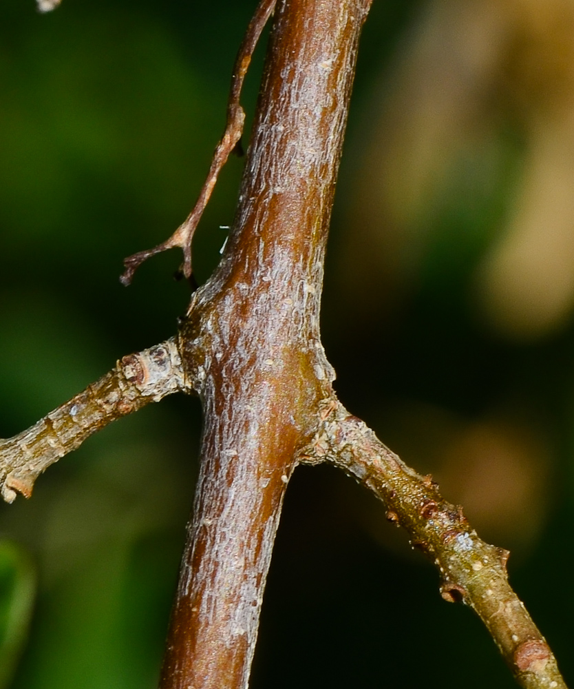 Image of Cordia sinensis specimen.