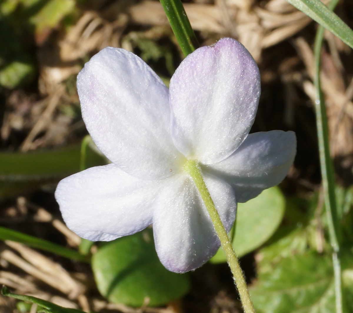 Image of Anemone caerulea specimen.