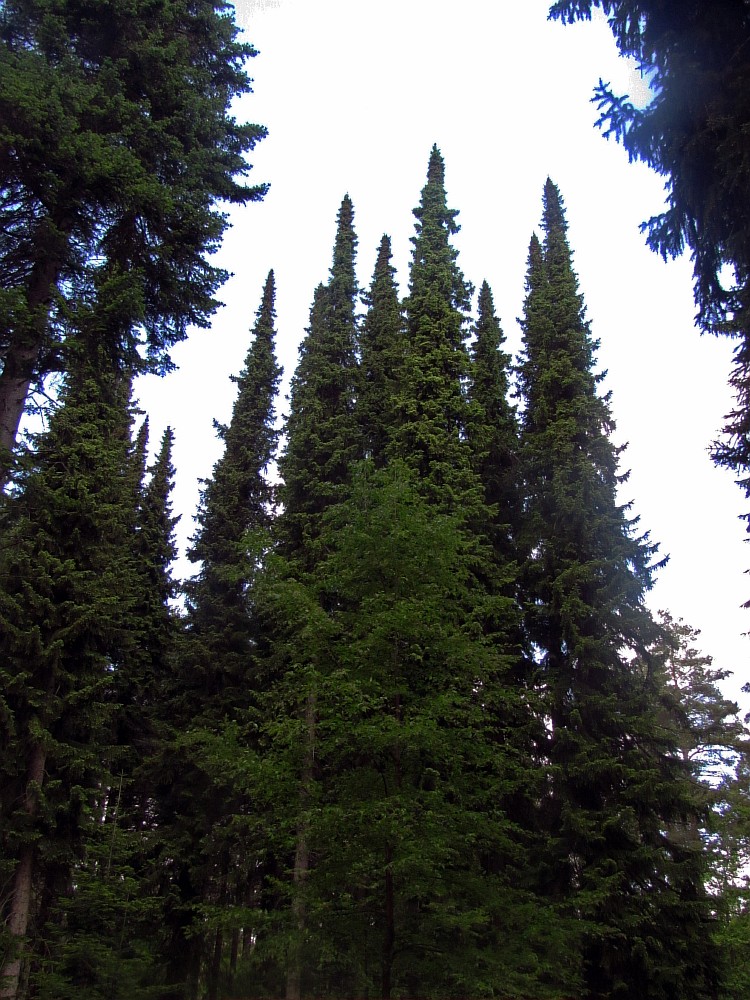 Image of Picea omorika specimen.