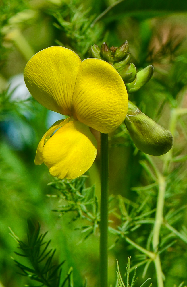 Изображение особи Vigna luteola.