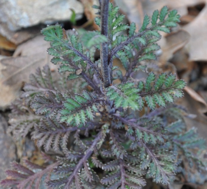 Image of genus Anthemis specimen.