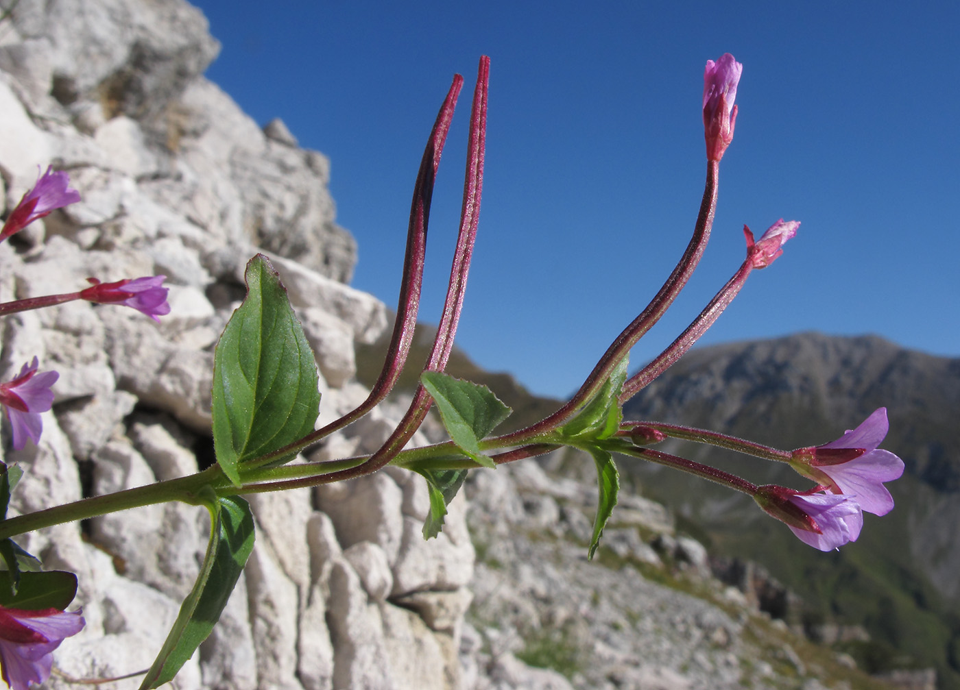 Image of Epilobium algidum specimen.