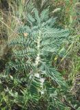 Смотреть изображение Astragalus sieversianus