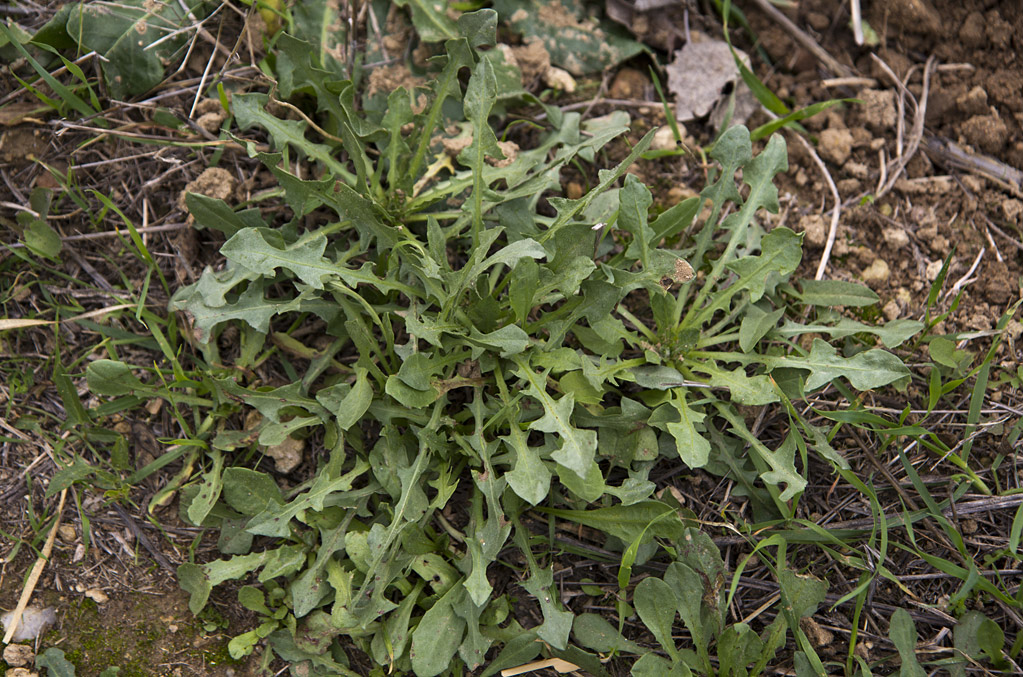 Image of genus Taraxacum specimen.