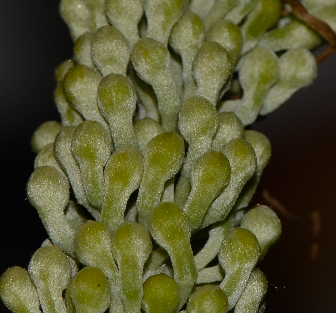 Image of Hakea chordophylla specimen.