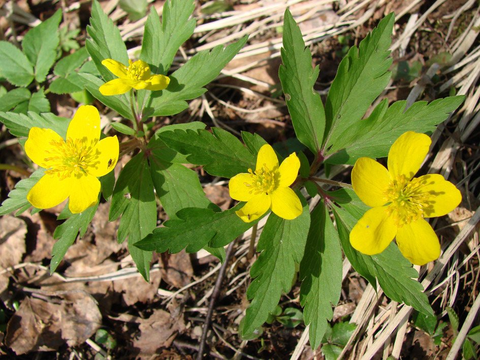 Image of Anemone ranunculoides specimen.