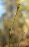 Carex alba