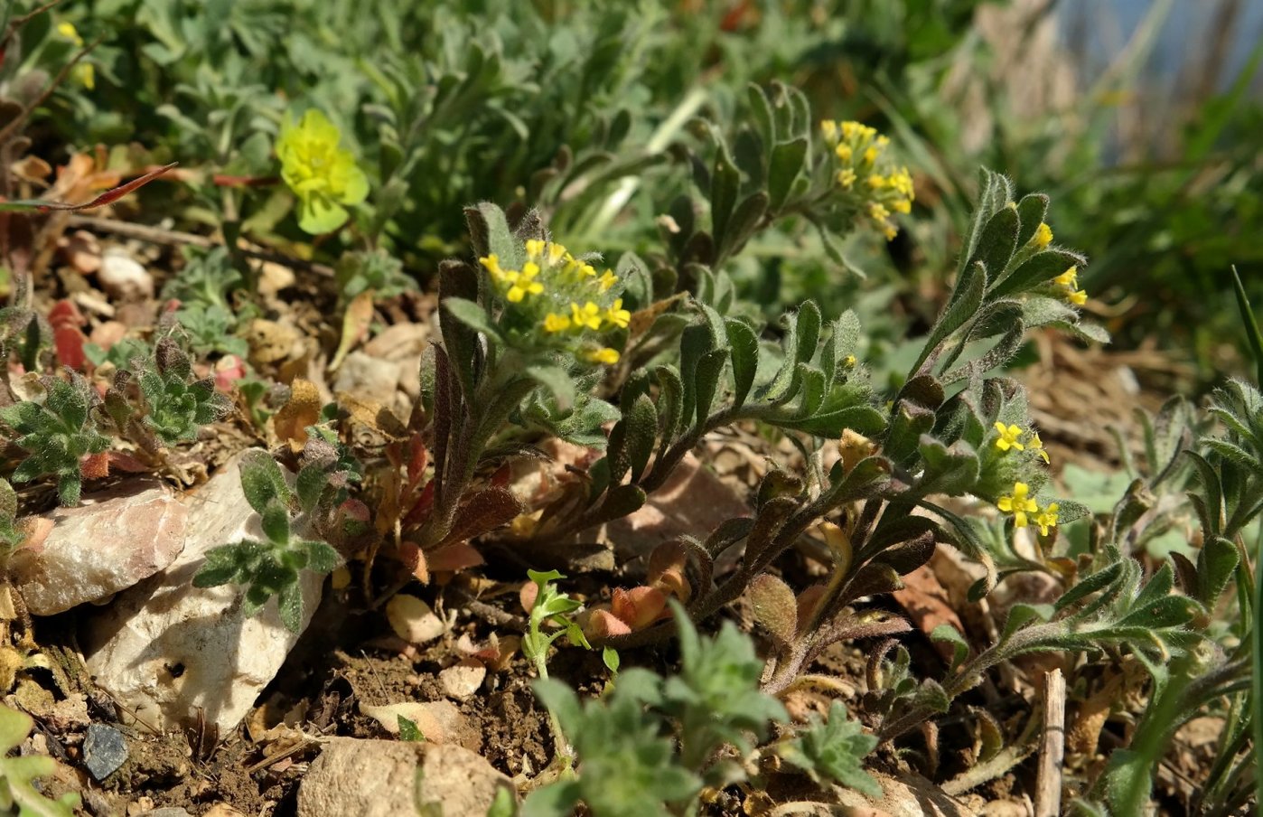 Image of Alyssum simplex specimen.