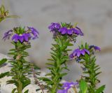 Scaevola humilis