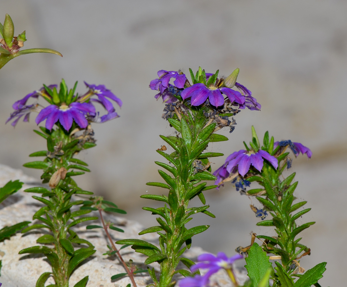 Image of Scaevola humilis specimen.