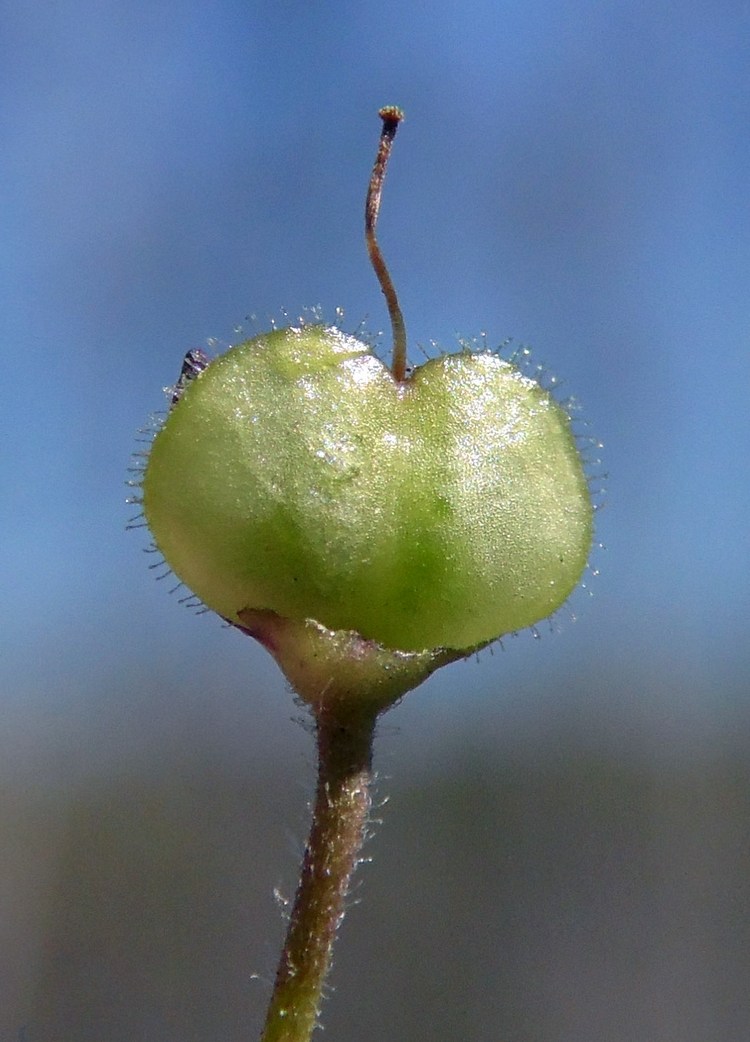 Image of Veronica serpyllifolia specimen.