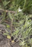 Buglossoides arvensis. Цветущее растение. Саратов, р-н телевышки, верхушка холма, опока. 01.05.2016.
