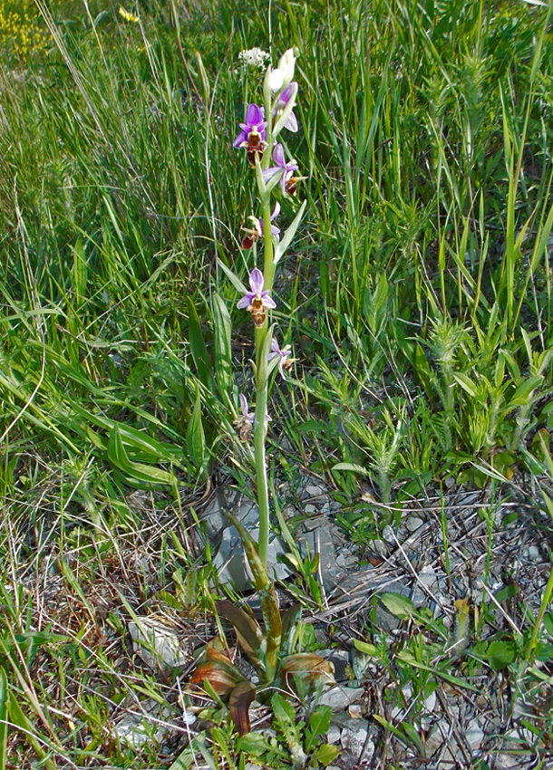 Изображение особи Ophrys oestrifera.