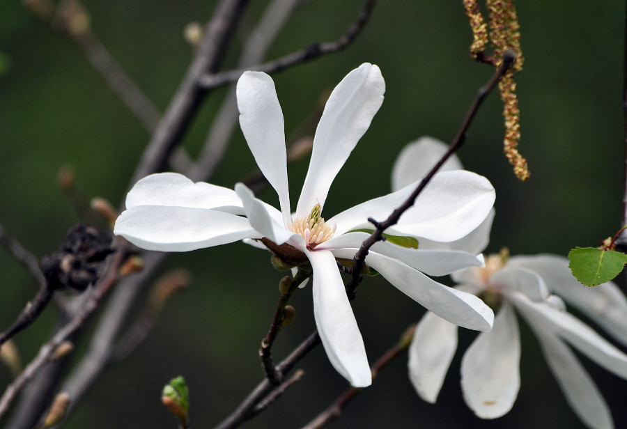 Image of Magnolia stellata specimen.