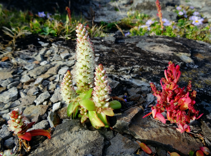 Image of Orostachys maximowiczii specimen.