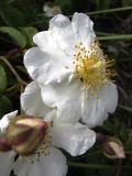 Rosa sempervirens. Цветки и бутоны. Испания, автономное сообщество Каталония, провинция Жирона, комарка Баш Эмпорда, муниципалитет Тороэлья-де-Монгри, окр. н.п. Улья, край пашни. 28.05.2016.