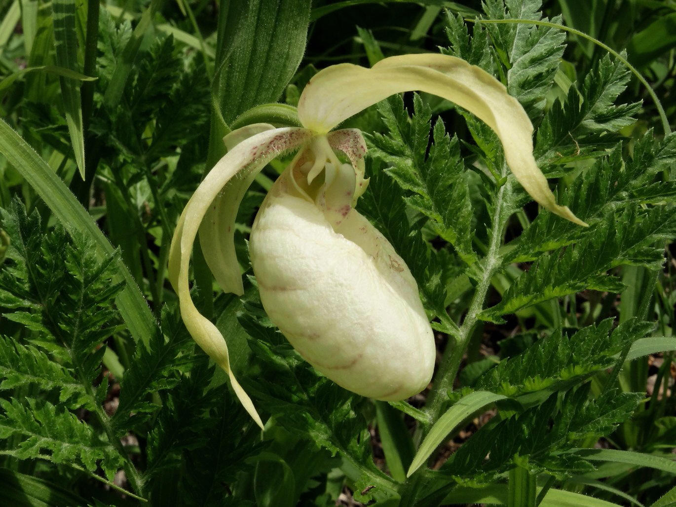 Image of Cypripedium &times; ventricosum specimen.