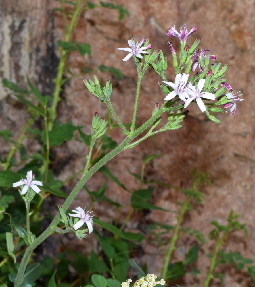 Image of Cicerbita rosea specimen.