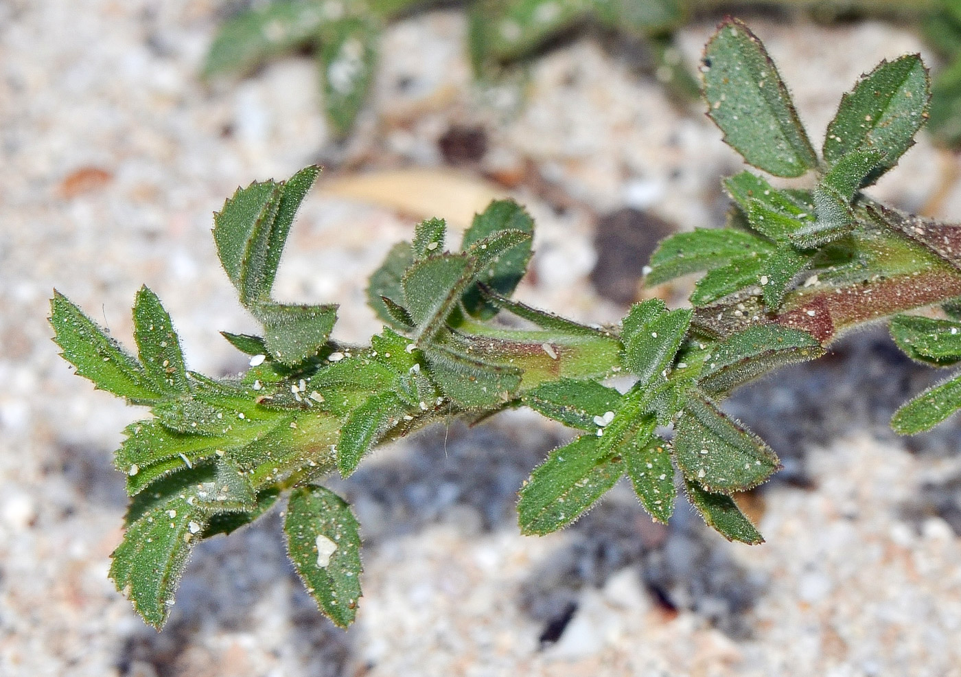 Image of Ononis hesperia specimen.