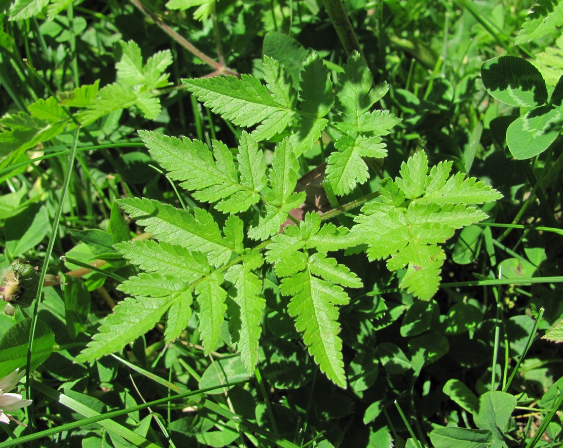 Image of genus Chaerophyllum specimen.