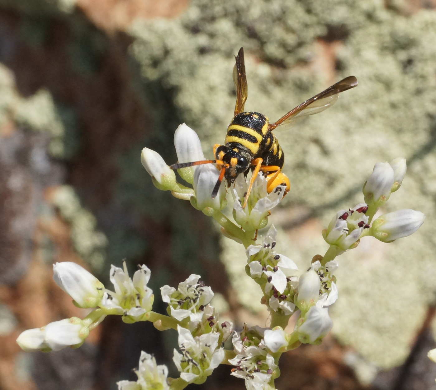 Image of Sedum alberti specimen.