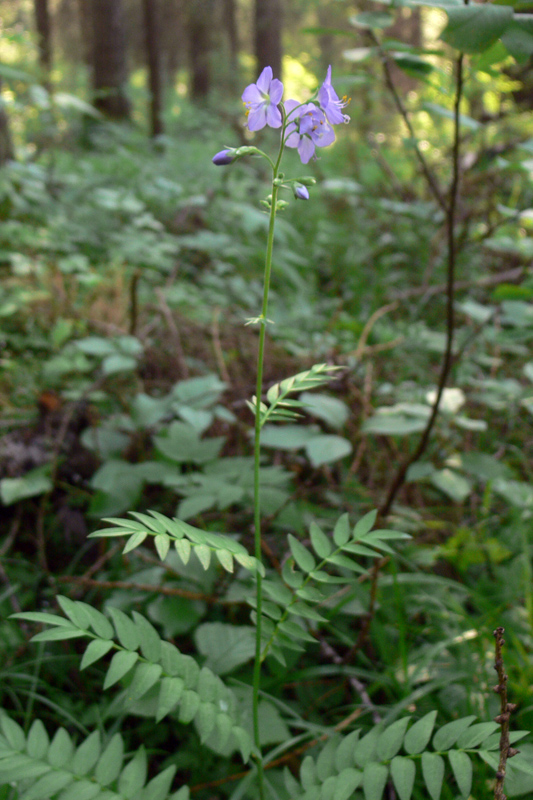 Image of Polemonium caeruleum specimen.