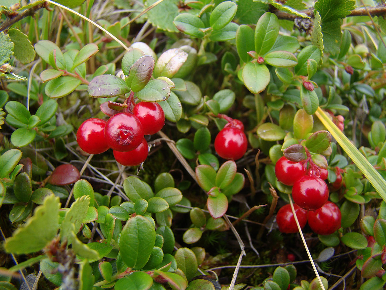 Image of Vaccinium vitis-idaea var. minus specimen.