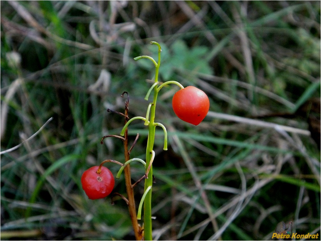 Image of Convallaria majalis specimen.