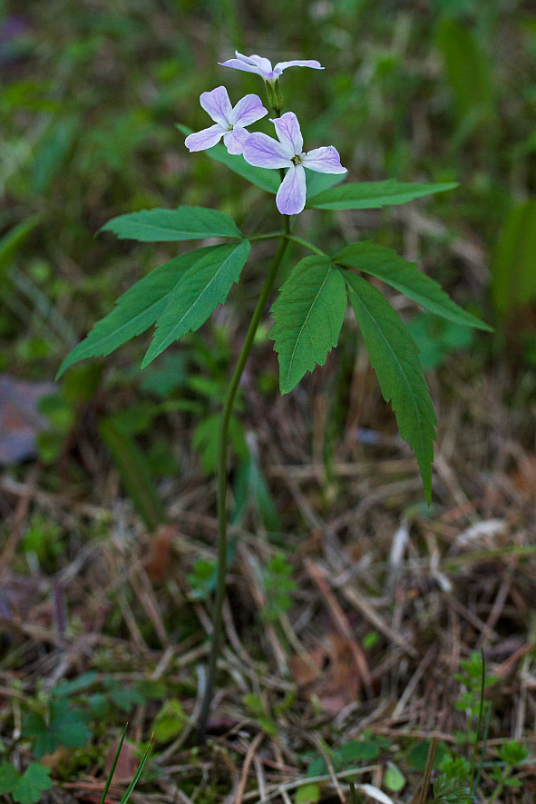 Image of Cardamine altaica specimen.