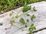 Atriplex nudicaulis